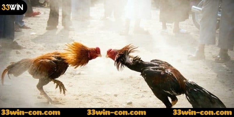 Cách đăng ký và tham gia đá gà sv388 trực tiếp tại 33win