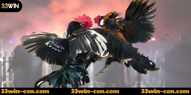 Cách tham gia đá gà cựa dao hôm nay trên nhà cái 33win