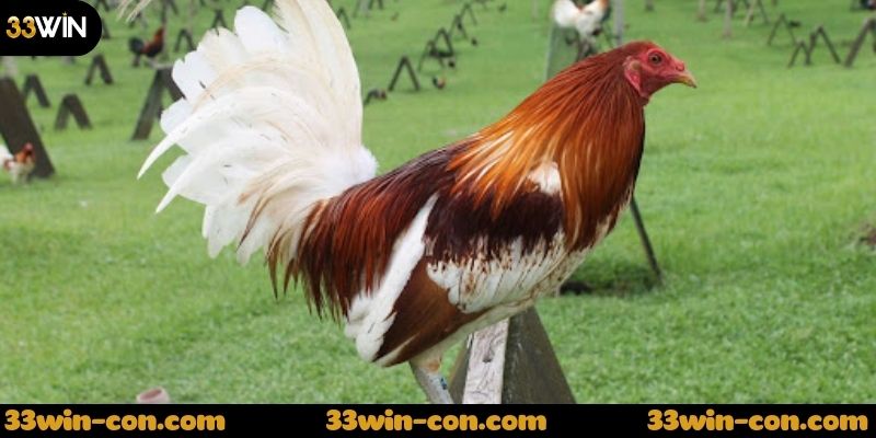 Cách xem đá gà thomo live và tham gia cá cược tại 33win
