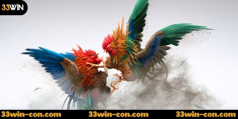 Đá gà cựa dao hôm nay - Cập nhật những trận đấu mới nhất