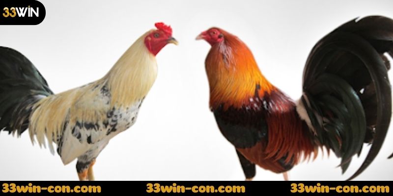 Lợi ích khi anh em xem đá gà thomo live tại 33win