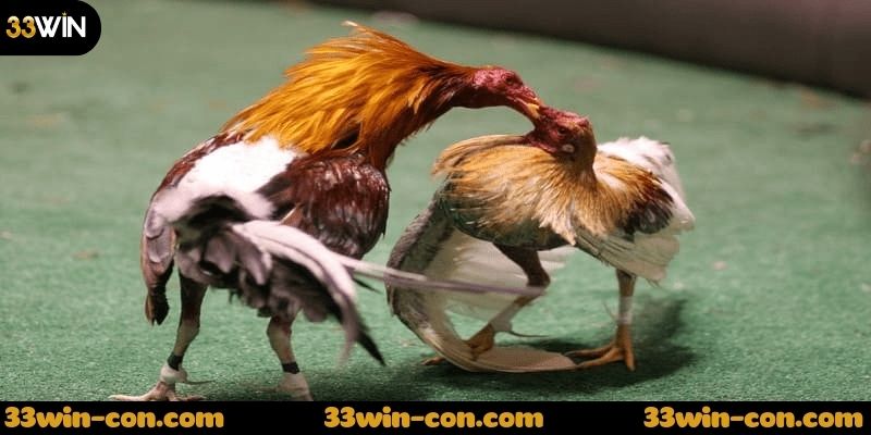 Lợi ích khi tham gia đá gà sv388 trực tiếp tại nhà cái 33win