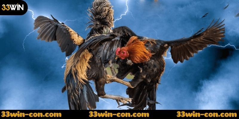 Lý do bạn nên tham gia đá gà cựa dao hôm nay tại nhà cái 33win