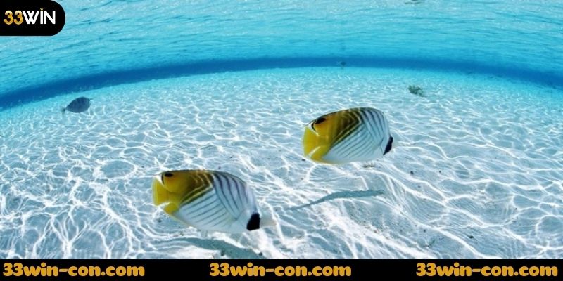 Mơ thấy cá và vận may – Liệu có liên quan?