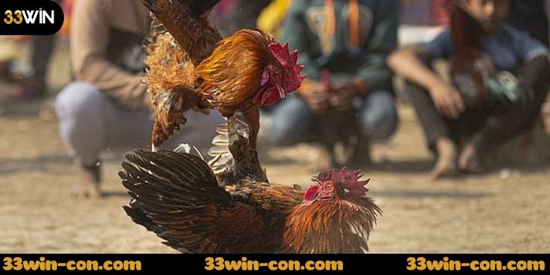 Xem đá gà thomo live là gì?